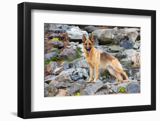 German shepherd dog, standing on rocks-Lynn M. Stone-Framed Photographic Print