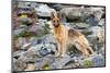 German shepherd dog, standing on rocks-Lynn M. Stone-Mounted Photographic Print