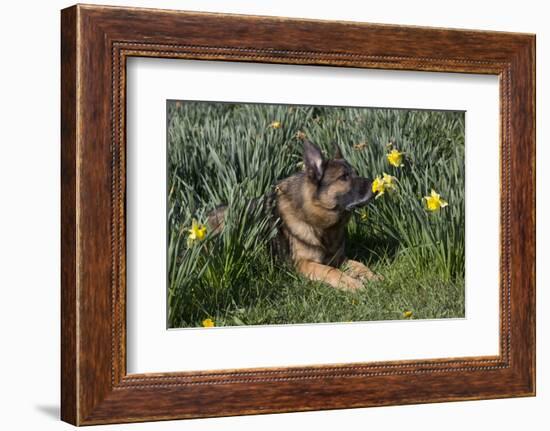 German Shepherd Dog-Lynn M^ Stone-Framed Photographic Print