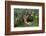 German Shepherd Dog-Lynn M^ Stone-Framed Photographic Print