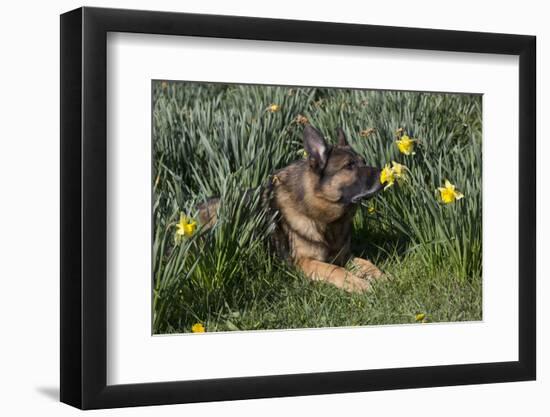 German Shepherd Dog-Lynn M^ Stone-Framed Photographic Print