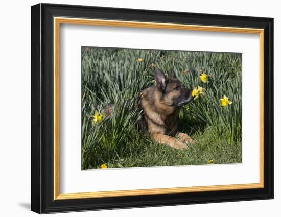 German Shepherd Dog-Lynn M^ Stone-Framed Photographic Print