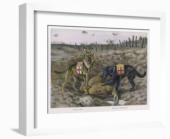 German Shepherd Dogs Used by the Red Cross to Locate Wounded Soldiers-null-Framed Art Print