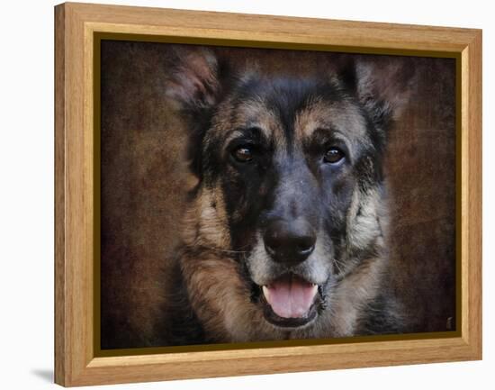 German Shepherd Face-Jai Johnson-Framed Premier Image Canvas