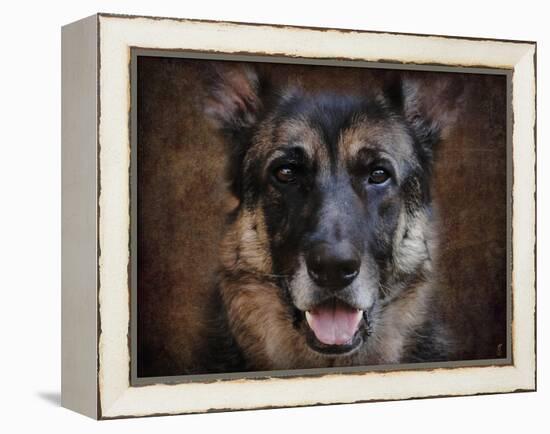 German Shepherd Face-Jai Johnson-Framed Premier Image Canvas