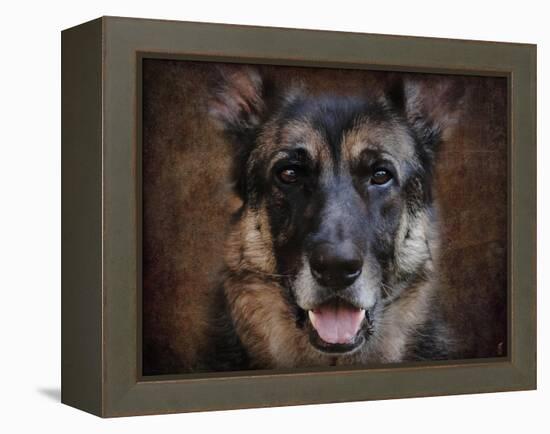 German Shepherd Face-Jai Johnson-Framed Premier Image Canvas