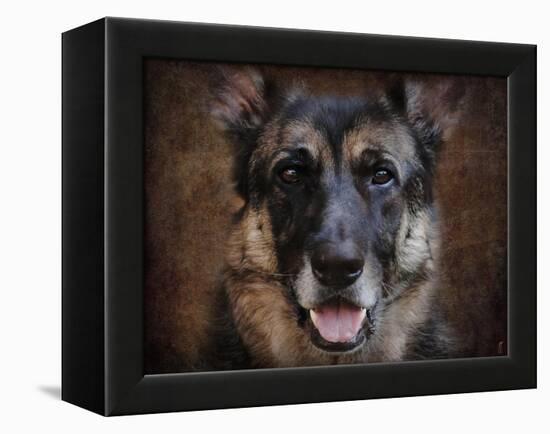 German Shepherd Face-Jai Johnson-Framed Premier Image Canvas