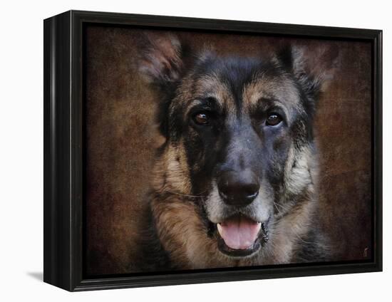 German Shepherd Face-Jai Johnson-Framed Premier Image Canvas