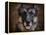 German Shepherd Face-Jai Johnson-Framed Premier Image Canvas