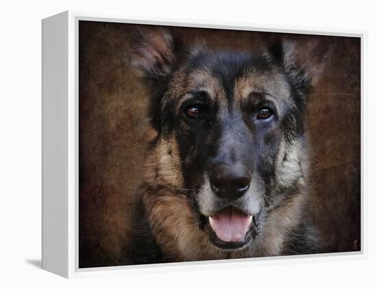 German Shepherd Face-Jai Johnson-Framed Premier Image Canvas