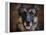 German Shepherd Face-Jai Johnson-Framed Premier Image Canvas