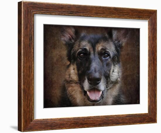 German Shepherd Face-Jai Johnson-Framed Giclee Print