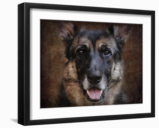 German Shepherd Face-Jai Johnson-Framed Giclee Print