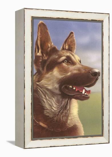 German Shepherd Head-null-Framed Stretched Canvas