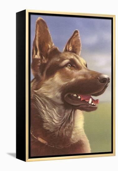 German Shepherd Head-null-Framed Stretched Canvas