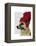 German Shepherd in Red Woolly Hat-Fab Funky-Framed Stretched Canvas