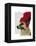 German Shepherd in Red Woolly Hat-Fab Funky-Framed Stretched Canvas