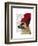 German Shepherd in Red Woolly Hat-Fab Funky-Framed Art Print