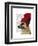 German Shepherd in Red Woolly Hat-Fab Funky-Framed Art Print