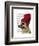 German Shepherd in Red Woolly Hat-Fab Funky-Framed Art Print