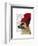 German Shepherd in Red Woolly Hat-Fab Funky-Framed Art Print