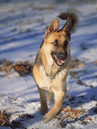 German Shepherd in Snow Photographic Print by Peggy Koyle | Art.com