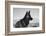 German Shepherd in the Coachella Valley, California-Zandria Muench Beraldo-Framed Photographic Print