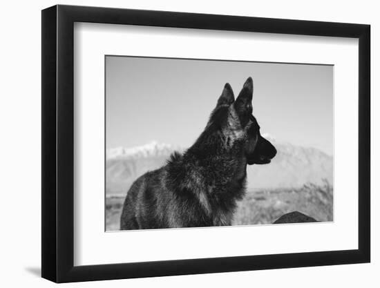 German Shepherd in the Coachella Valley, California-Zandria Muench Beraldo-Framed Photographic Print