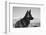 German Shepherd in the Coachella Valley, California-Zandria Muench Beraldo-Framed Photographic Print