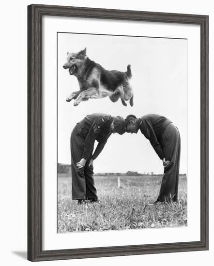 German Shepherd Jumping during Military Training-null-Framed Photographic Print