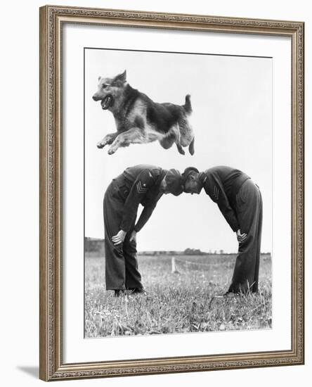 German Shepherd Jumping during Military Training-null-Framed Photographic Print