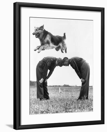 German Shepherd Jumping during Military Training-null-Framed Photographic Print