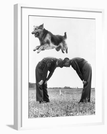 German Shepherd Jumping during Military Training-null-Framed Photographic Print