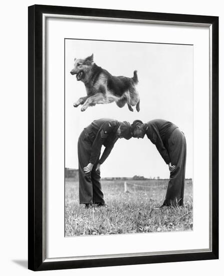 German Shepherd Jumping during Military Training-null-Framed Photographic Print