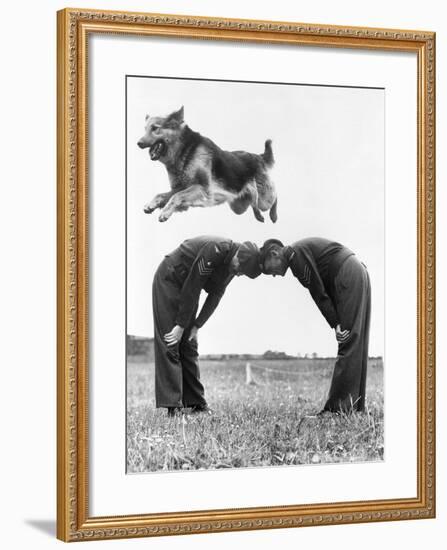 German Shepherd Jumping during Military Training-null-Framed Photographic Print