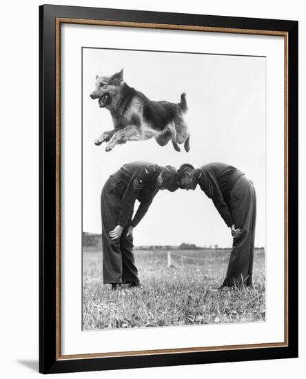 German Shepherd Jumping during Military Training-null-Framed Photographic Print