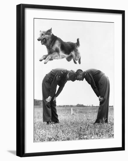 German Shepherd Jumping during Military Training-null-Framed Photographic Print