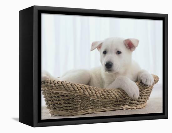 German Shepherd Pup Resting in a Wicker Basket-Jim Craigmyle-Framed Premier Image Canvas