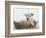 German Shepherd Pup Resting in a Wicker Basket-Jim Craigmyle-Framed Photographic Print
