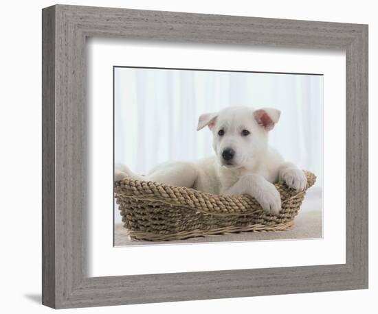 German Shepherd Pup Resting in a Wicker Basket-Jim Craigmyle-Framed Photographic Print