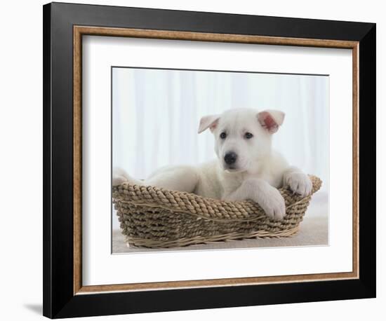 German Shepherd Pup Resting in a Wicker Basket-Jim Craigmyle-Framed Photographic Print