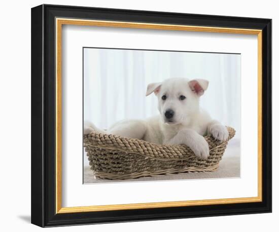 German Shepherd Pup Resting in a Wicker Basket-Jim Craigmyle-Framed Photographic Print