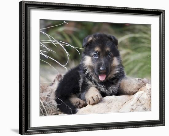 German Shepherd Puppy Lying on a Rock Amongst Tall Grasses-Zandria Muench Beraldo-Framed Photographic Print