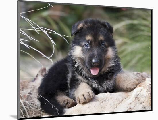 German Shepherd Puppy Lying on a Rock Amongst Tall Grasses-Zandria Muench Beraldo-Mounted Photographic Print