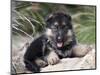 German Shepherd Puppy Lying on a Rock Amongst Tall Grasses-Zandria Muench Beraldo-Mounted Photographic Print