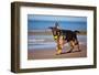 German Shepherd Puppy on the Beach-ots-photo-Framed Photographic Print