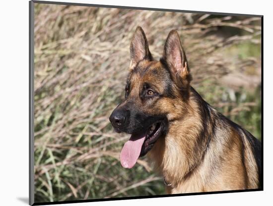 German Shepherd Sitting Alert Next to Tall Grasses in a Field-Zandria Muench Beraldo-Mounted Photographic Print