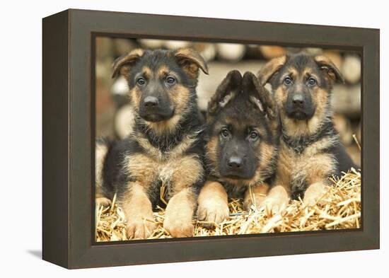 German Shepherd Three Puppies-null-Framed Premier Image Canvas