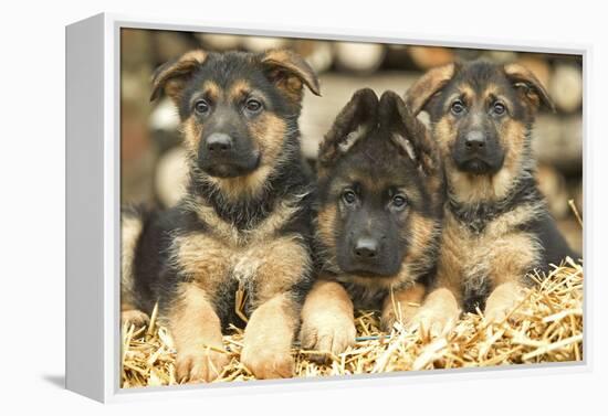 German Shepherd Three Puppies-null-Framed Premier Image Canvas