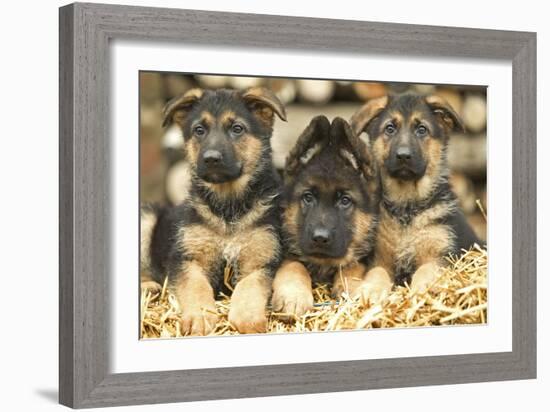 German Shepherd Three Puppies-null-Framed Photographic Print